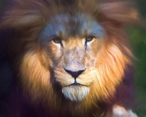 Animal Art Print featuring the photograph Waiting in the Shadows - version 2 by Tim Stanley