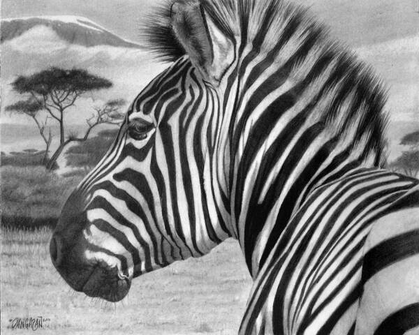 Graphite Drawing Art Print featuring the drawing Zebra by Tim Dangaran