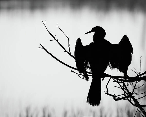 Wildlife Photography Art Print featuring the photograph Anhinga Silhouette by Dawn Currie