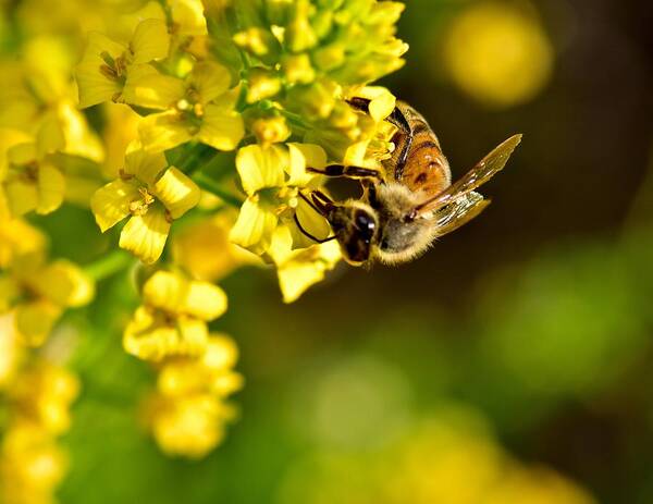 Photography Art Print featuring the photograph Gathering Pollen by Jeffrey PERKINS