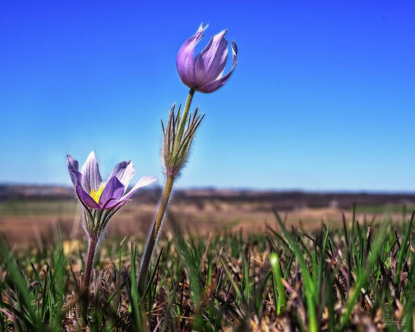 Crocus Pasque Flower Spring Easter Wildflower Purple Pink Green Grass Prairie Prairie Crocus Pulsatilla Patens Wi Wisconsin Muralt Bluff Art Print featuring the photograph Reaching for the Sky - Spring Prairie Crocus / Pasque Flower in south Wisconsin prairie by Peter Herman