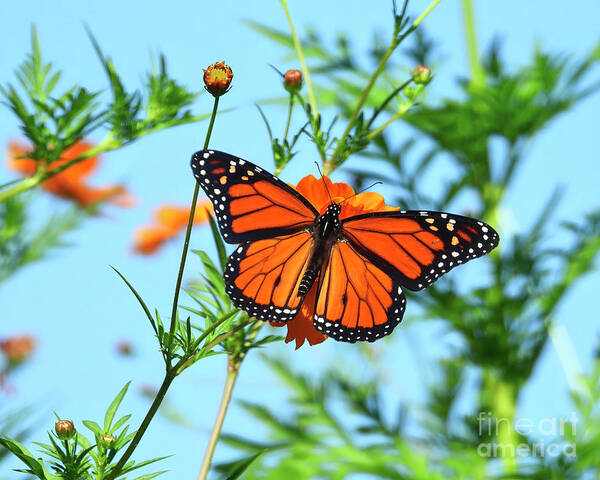 Monarch Art Print featuring the photograph A Monarch Butterfly by Scott Cameron