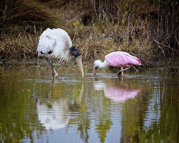 Feeding Art Print featuring the photograph A Wood Stork and Spoonbill feeding together. by Ronald Lutz