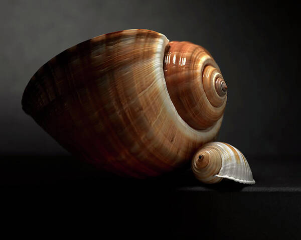 Shell Art Print featuring the photograph Affection by John Manno