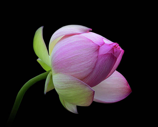 Pink Art Print featuring the photograph Pink Lotus Bud by Gary Geddes