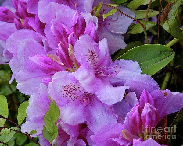 Pink Rhododendron Art Print featuring the photograph Pink Rhododendron by Scott Cameron