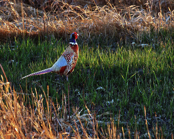 Ring-neck Art Print featuring the photograph Strutting his Stuff - beautiful sunset-lit male ring-neck pheasant on ND prairie grass by Peter Herman