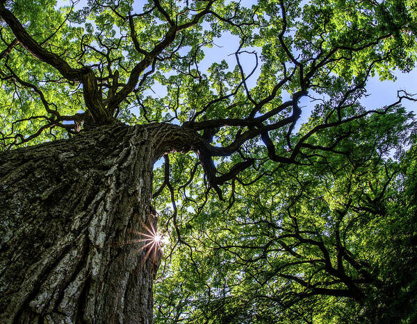 Oak Art Print featuring the photograph Things are Looking Up #2 - Mighty Oak in Lake Kegonsa SP - WI by Peter Herman