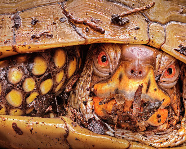 Three-Toed Box Turtle by Robert Charity