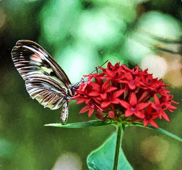 Butterfly Art Print featuring the photograph Butterfly by Bill Howard