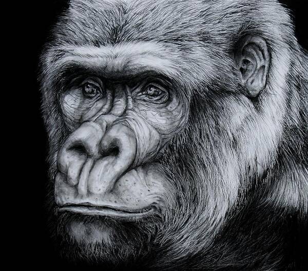 Gorilla Art Print featuring the drawing Silverback - A Drawing by Jean Cormier