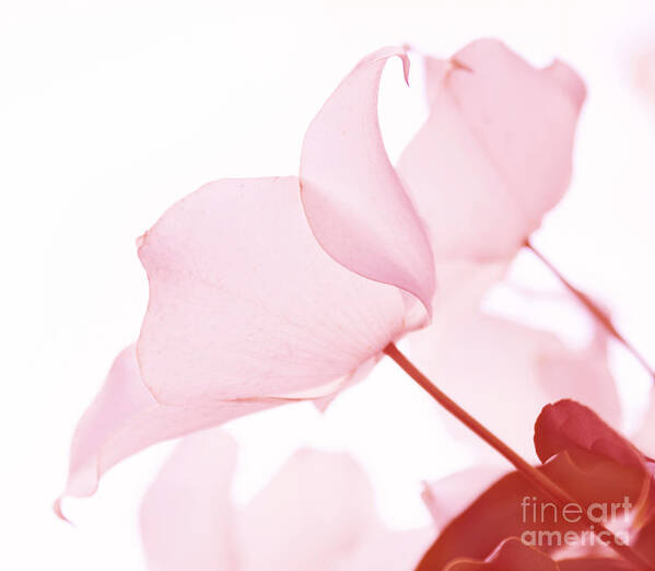 Florals Art Print featuring the photograph Whisper Of Pink by Arlene Carmel