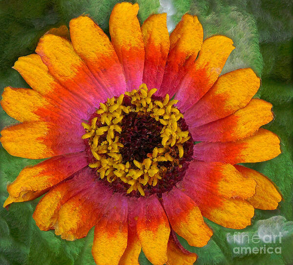 Flower Art Print featuring the photograph Flower by Jeff Breiman