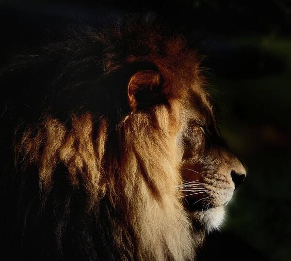 Male Lion Profile Art Print featuring the photograph Cat Nap for a King by Debra Sabeck