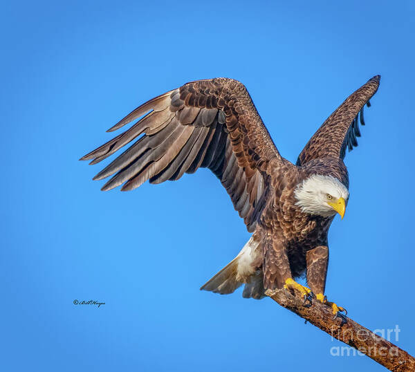 Eagles Art Print featuring the photograph American Bald Eagle Incoming by DB Hayes