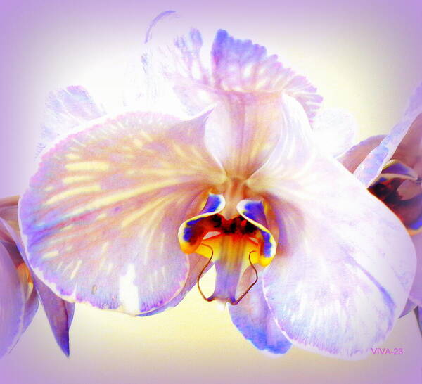 Purple Art Print featuring the photograph Orchid-beautiful 23 by VIVA Anderson