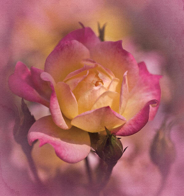 Miniature Rose Art Print featuring the photograph Vintage Miniature Rose No. 1 by Richard Cummings