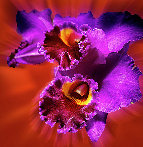 Flower Art Print featuring the photograph Purple Orchid by Joseph Hollingsworth