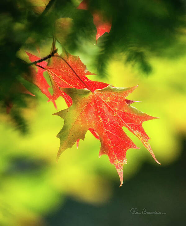 Foliage Art Print featuring the photograph Red Maple Leaves 4983 by Dan Beauvais