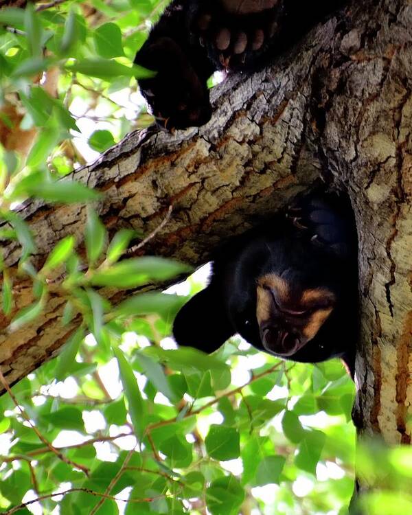 Bear Art Print featuring the photograph Bear Looking Down 2 by Jerry Sodorff