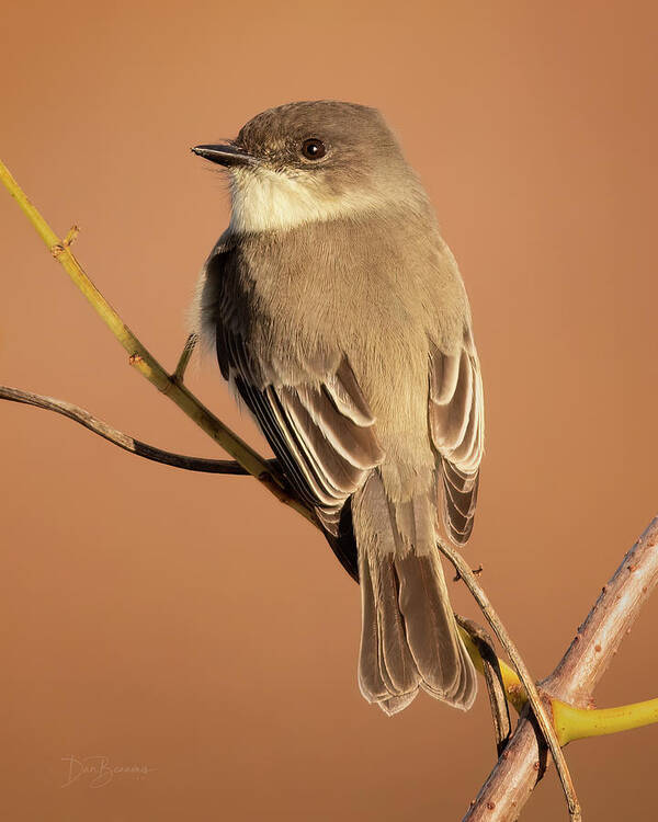 Phoebe Art Print featuring the photograph Eastern Phoebe #5031 by Dan Beauvais