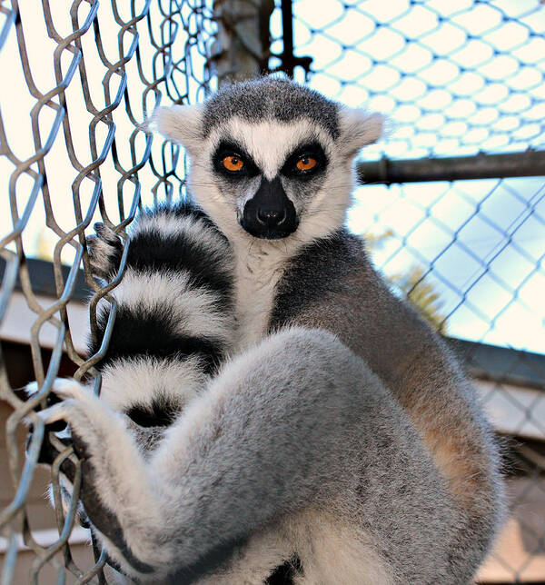 Lemur Art Print featuring the photograph What Do You Mean There's No Key by Jo Sheehan