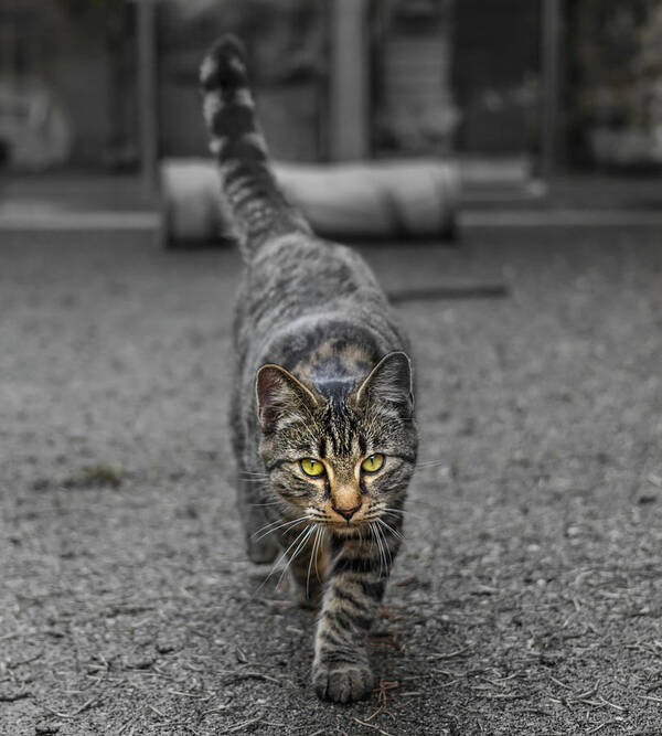Cat Art Print featuring the photograph Cat on the Prowl by Rick Deacon