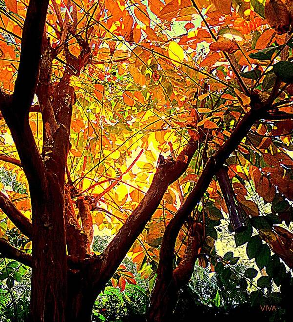 Sunrise Art Print featuring the photograph Autumn 22-Contre-jour by VIVA Anderson