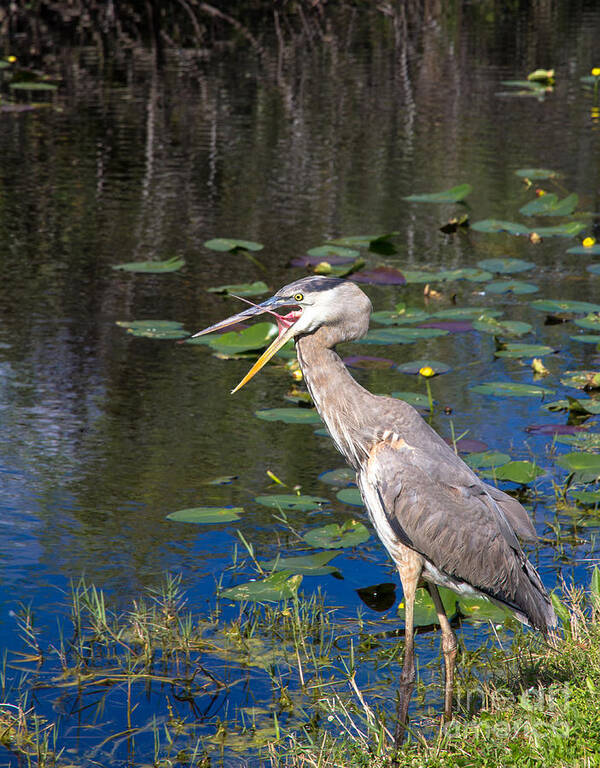 Everglades Art Print featuring the photograph Yawning Heron by Agnes Caruso