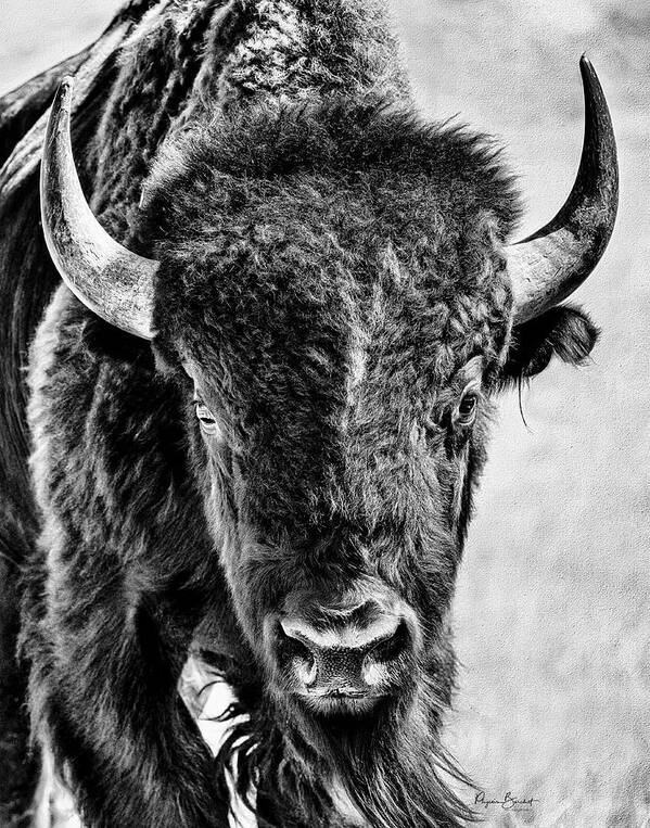 Bison Art Print featuring the photograph Stand Your Ground by Phyllis Burchett