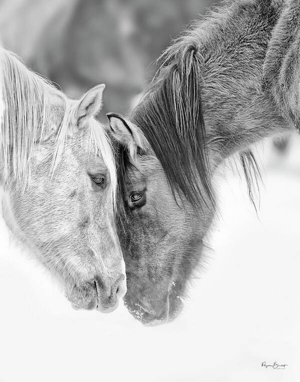 Horses Art Print featuring the photograph Eye To Eye by Phyllis Burchett