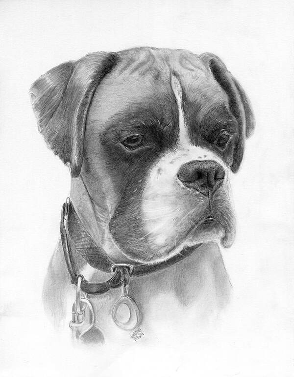 Boxer Art Print featuring the drawing The Boxer by Lauren Bellon