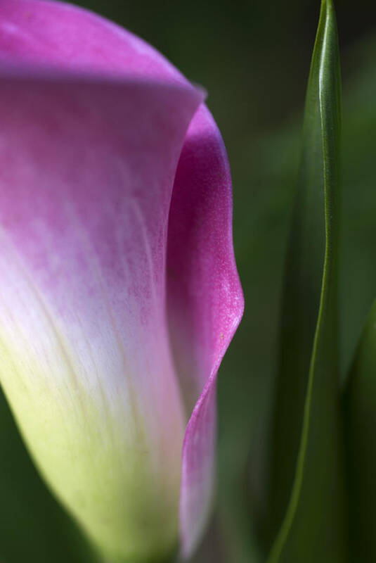 Calla Lily Art Print featuring the photograph Calla Lily #2 by Jessica Wakefield