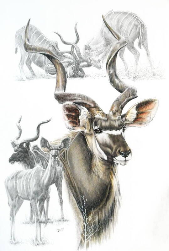 Kudu by Barbara Keith