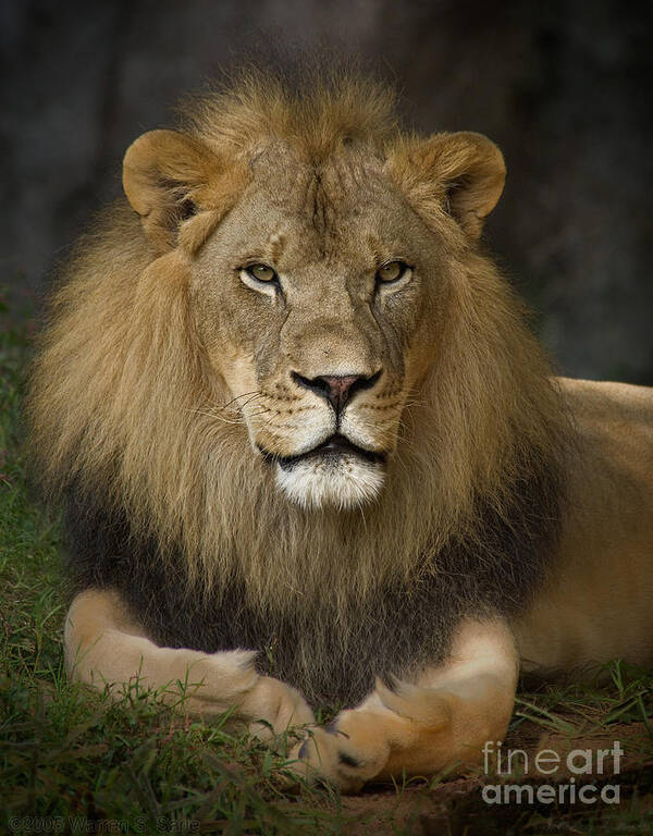 Lion Art Print featuring the photograph Lion in Repose by Warren Sarle