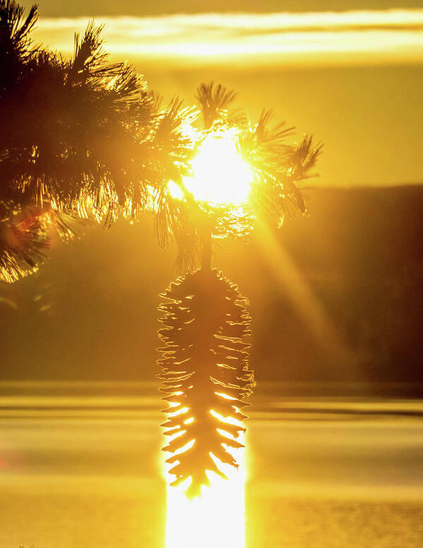Sun Art Print featuring the photograph Pine cone fire by Martin Gollery