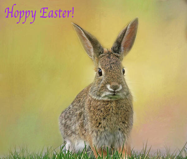 Easter Bunny Art Print featuring the photograph Hoppy Easter by Donna Kennedy