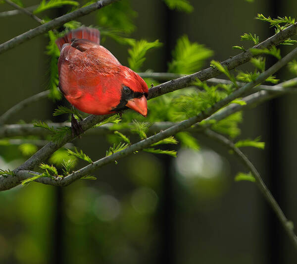 Birds Art Print featuring the photograph Male Cardinal by Larry Marshall