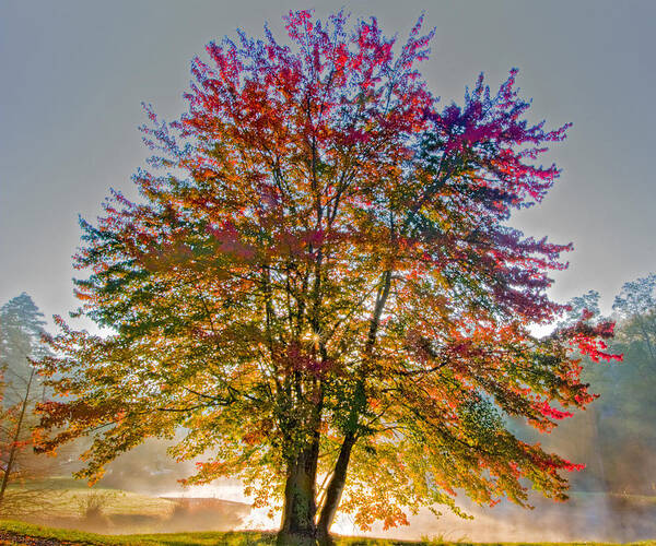 Maple Art Print featuring the photograph Backlit Maple in Autumn's Light by Rob Travis