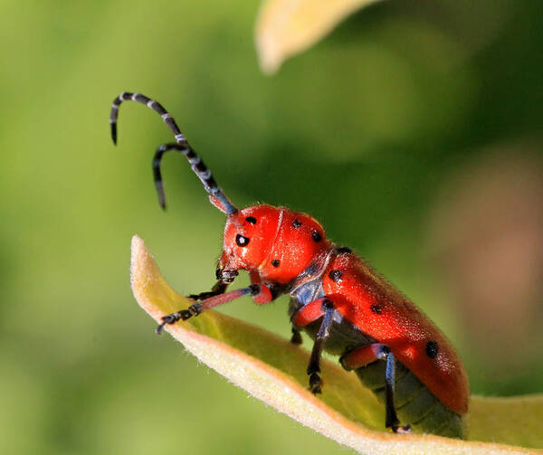 Milkweed Beetle Art Print featuring the photograph Magic Carpet Ride by Donna Kennedy