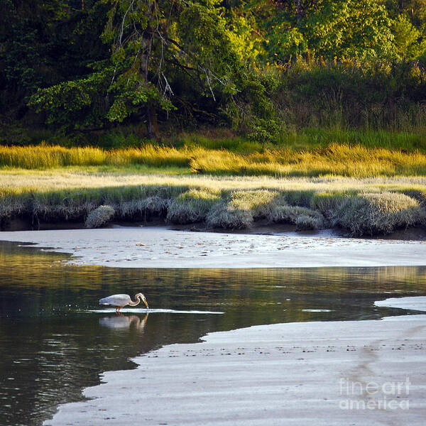 Square Art Print featuring the photograph Mud Bay Heron 1 by Susan Parish