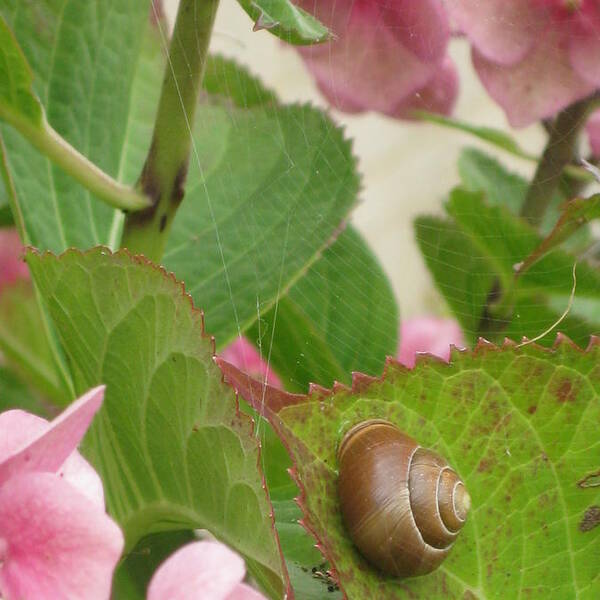 Snail Art Print featuring the photograph The Snail and the Spider Web by Elesia Marie