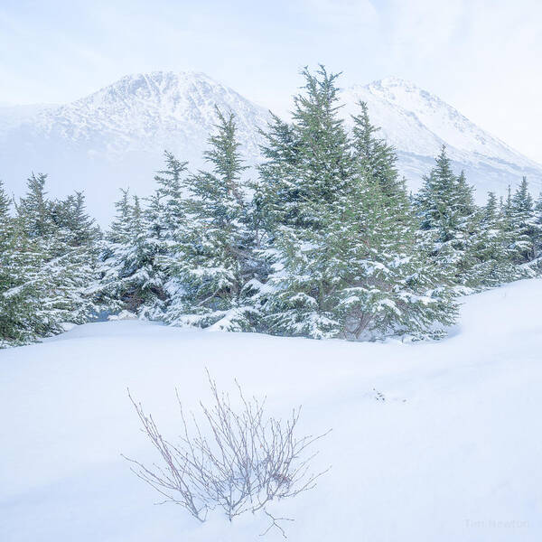 Alaska Art Print featuring the photograph Winter Haze by Tim Newton
