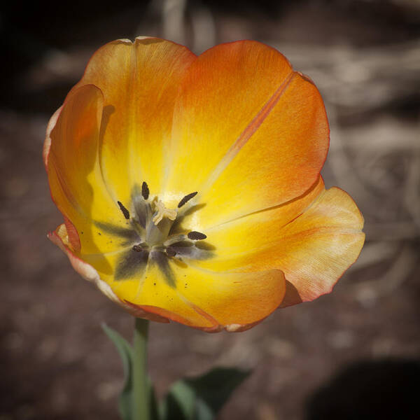 Tulip Art Print featuring the photograph Multihued by Morris McClung