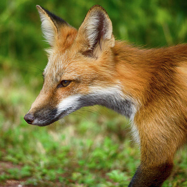 Red Fox Art Print featuring the photograph Red Fox 2 by WB Johnston