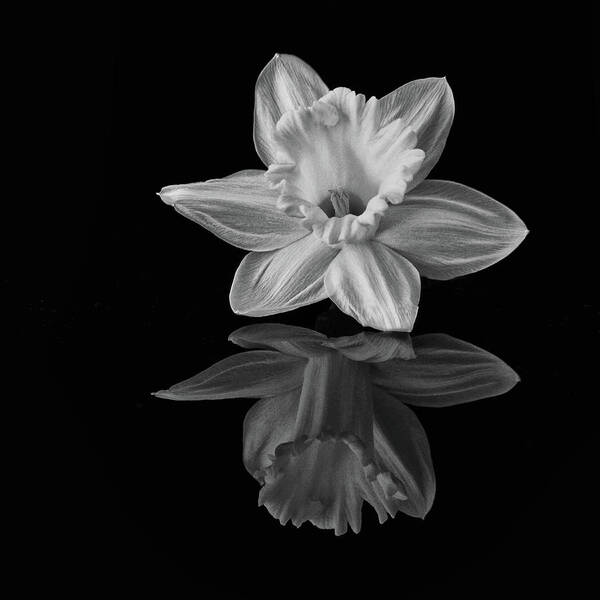 Daffodil Art Print featuring the photograph Reflection of a Daffodil by Cheryl Day