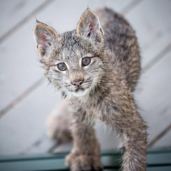 Lynx Art Print featuring the photograph What ARE You by Tim Newton