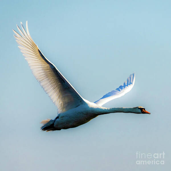 Bird Art Print featuring the photograph Flying swan by Casper Cammeraat