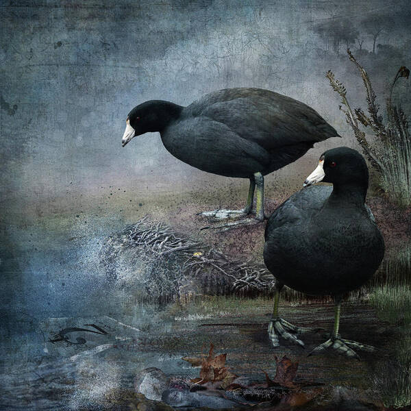 American Coot Art Print featuring the digital art Two Coots by Merrilee Soberg
