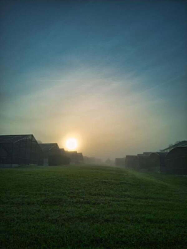 Sunset Art Print featuring the photograph Foggy Morning Suburbia by Portia Olaughlin